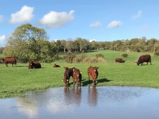 Cows in pastures green