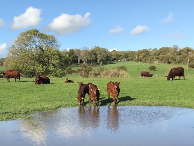 Cows in pastures green